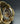 Gold-schwarze Raoul U. Braun Uhr