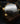 Gold-braune Alexander Milton Uhr