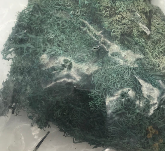 BUSCH 7102 Islandmoos, 2 Stück