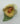 Porzellan Rose Blume Aquincum Budapest handbemalt, gelb